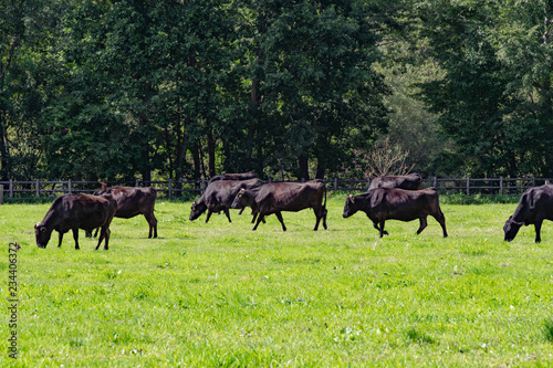 放牧地の黒毛和牛 / 北海道の牧場 © tkyszk