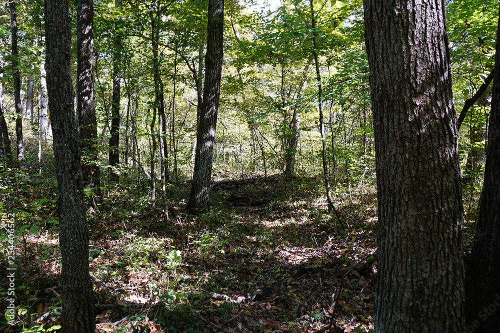 Fototapeta premium path in the forest