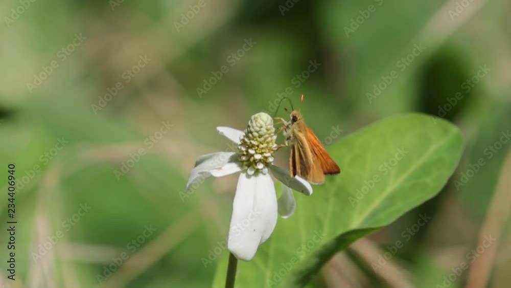 A bright orange skipper butterfly rest for a little while on a white yerba mansa flower before flying away again. A bright orange skipper butterfly rest for a little while on a white yerba mansa flower before flying away again.