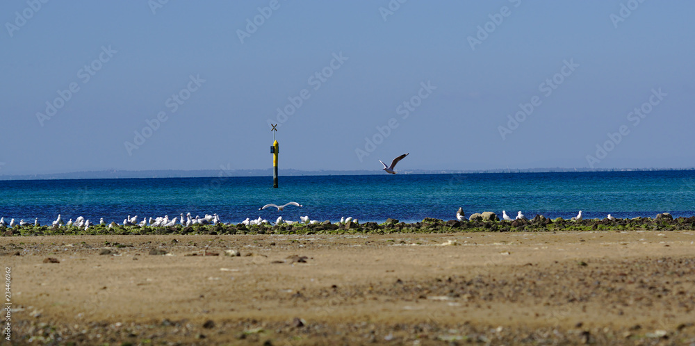 Obraz premium Seagull birds on beach