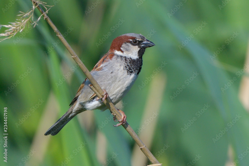 House sparrow (Passer domesticus)