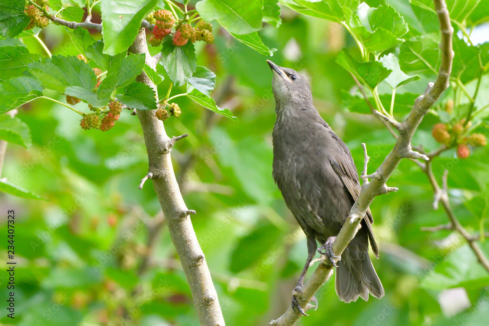 Starling chick, first summer Starling chick, first summer