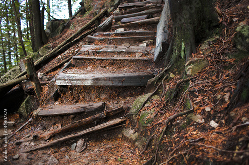Steps in a forest  © Anush