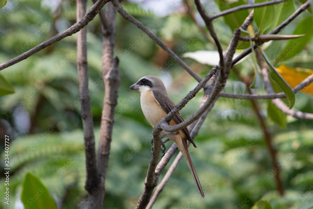 Brown shrike (luceonensis) The brown shrike is a bird in the shrike family that is found mainly in Asia. It is closely related to the red-backed shrike and isabelline shrike. The genus name, Lanius. Brown shrike (luceonensis) The brown shrike is a bird in the shrike family that is found mainly in Asia. It is closely related to the red-backed shrike and isabelline shrike. The genus name, Lanius.