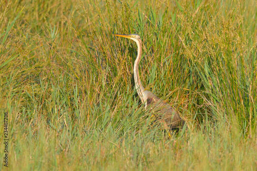 Purple Heron (Ardea purpurea)