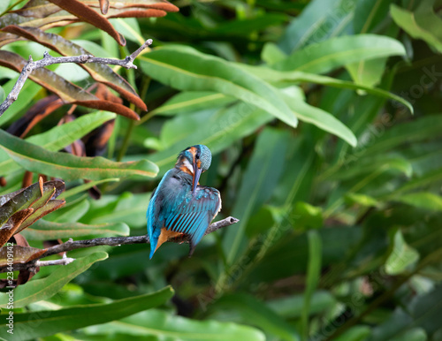 Common kingfisher (alcedo atthis) It also known as the Eurasian kingfisher, and river kingfisher, is a small kingfisher with seven subspecies recognized within its wide distribution.