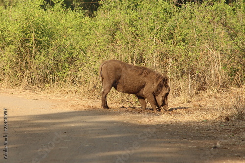 Warthog in South Africa
