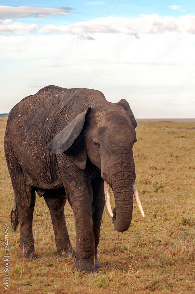 Obraz premium Elephants in the savannah of Kenya under a cloudy sky