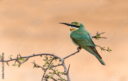 Bee Eater perched on branch © Lee-ann Steele
