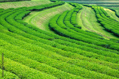 araksa tea plantation chiang mai