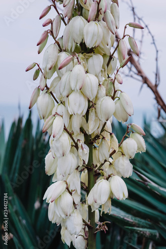 Yucca Plant in Bloom