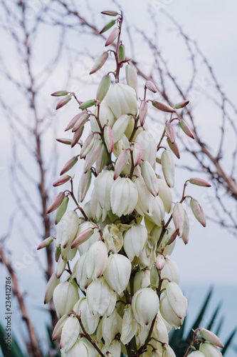 Yucca Plant in Bloom