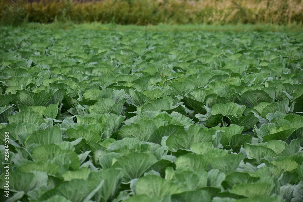 収穫前のキャベツ畑