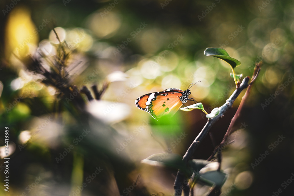 Closeup monarch butterfly on flower n blurred yellow sunny background, Copy space for your text. Closeup monarch butterfly on flower n blurred yellow sunny background, Copy space for your text.