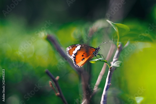 Closeup monarch butterfly on flower n blurred yellow sunny background, Copy space for your text.