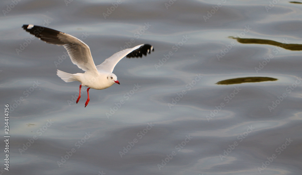 Seagulls eating a food on the sky Seagulls eating a food on the sky