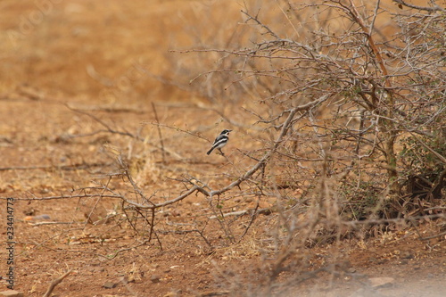 A chinspot batis photo