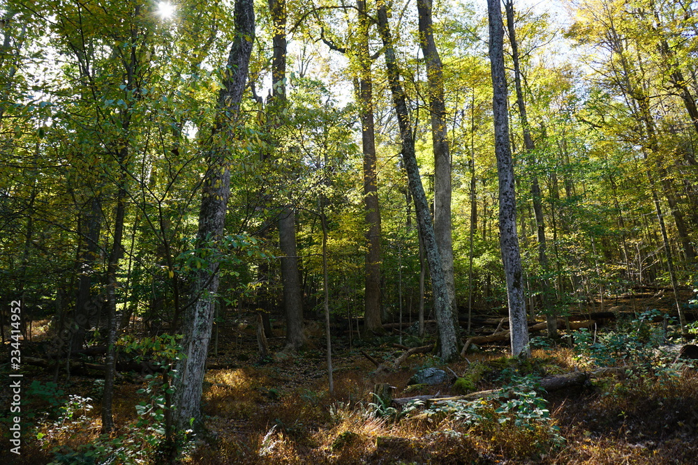 Obraz premium forest in autumn