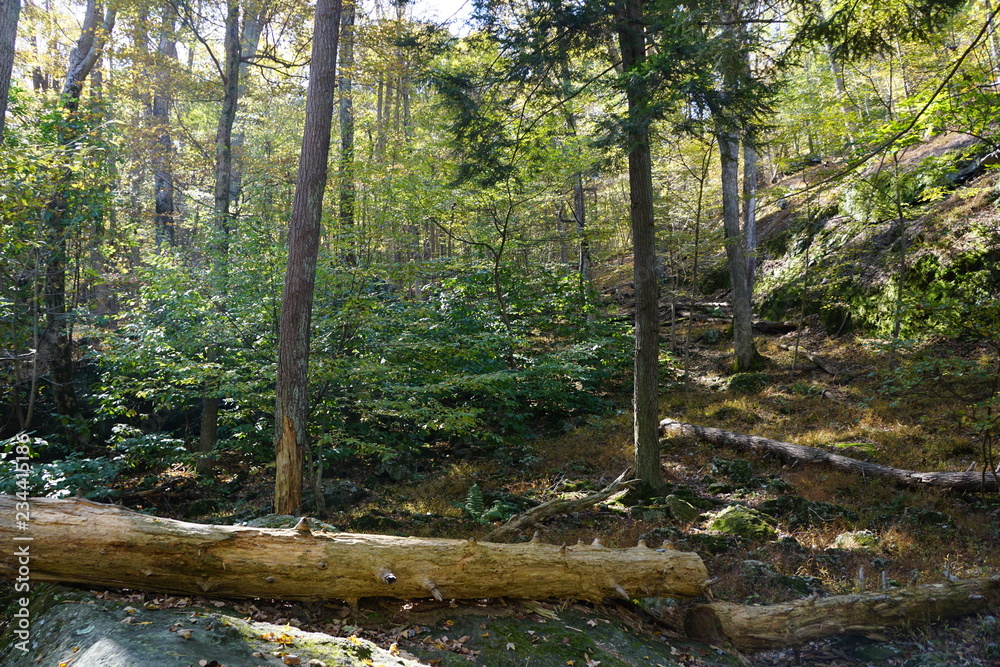 Obraz premium stream in the forest