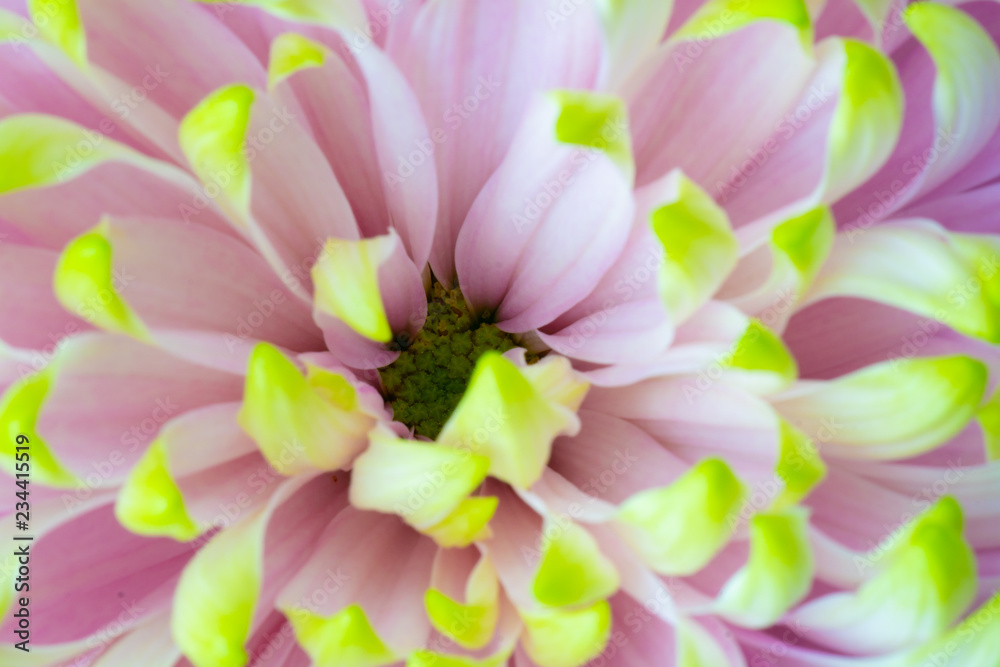 蛍光の色をした菊の中心