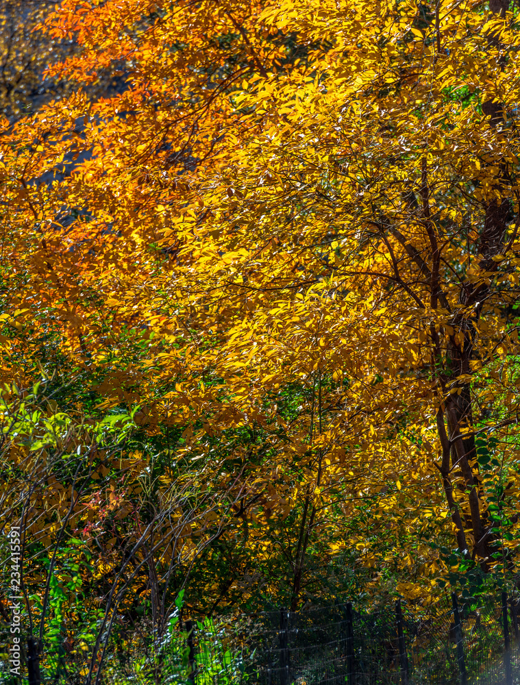 Deep Red, Orange, Yellow, and Green Foliage on a Serene Autumn Lanscape Deep Red, Orange, Yellow, and Green Foliage on a Serene Autumn Lanscape