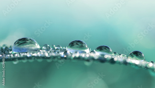 Transparent drops of water dew on grass close up.Natural background.
