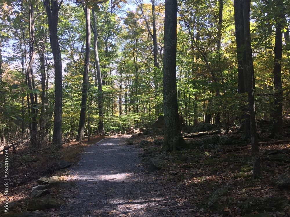 Fototapeta premium path in forest