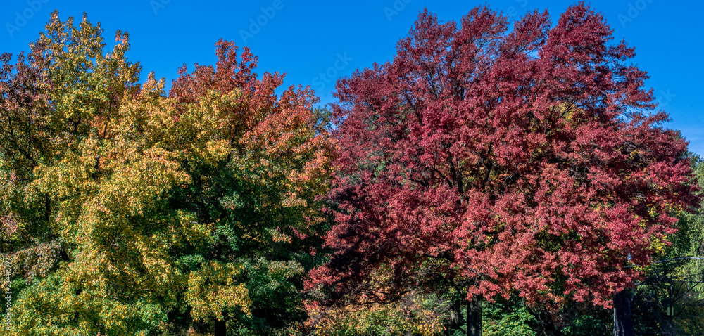 Deep Red, Orange, Yellow, and Green Foliage on a Serene Autumn Lanscape