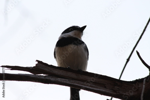 A chinspot batis photo