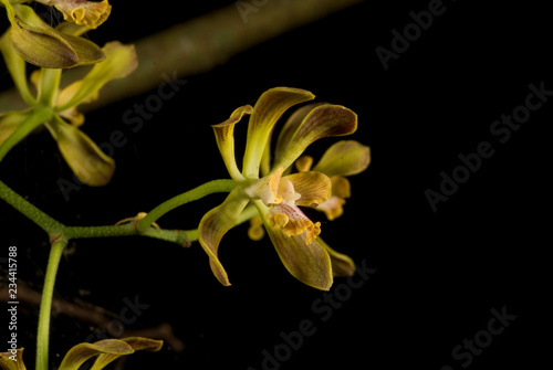 orquidea reserva de la biosfera el cielo tamaulipas mèxico