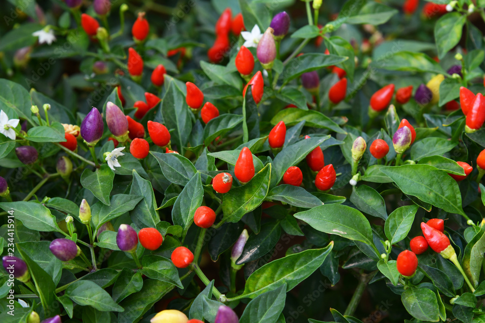 Beautiful multicolored fruits of a decorative pepper