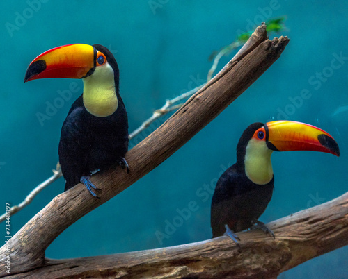 Orange, White, and Black Plumage on a Pair of Mountain Toucans on a Branch © dan