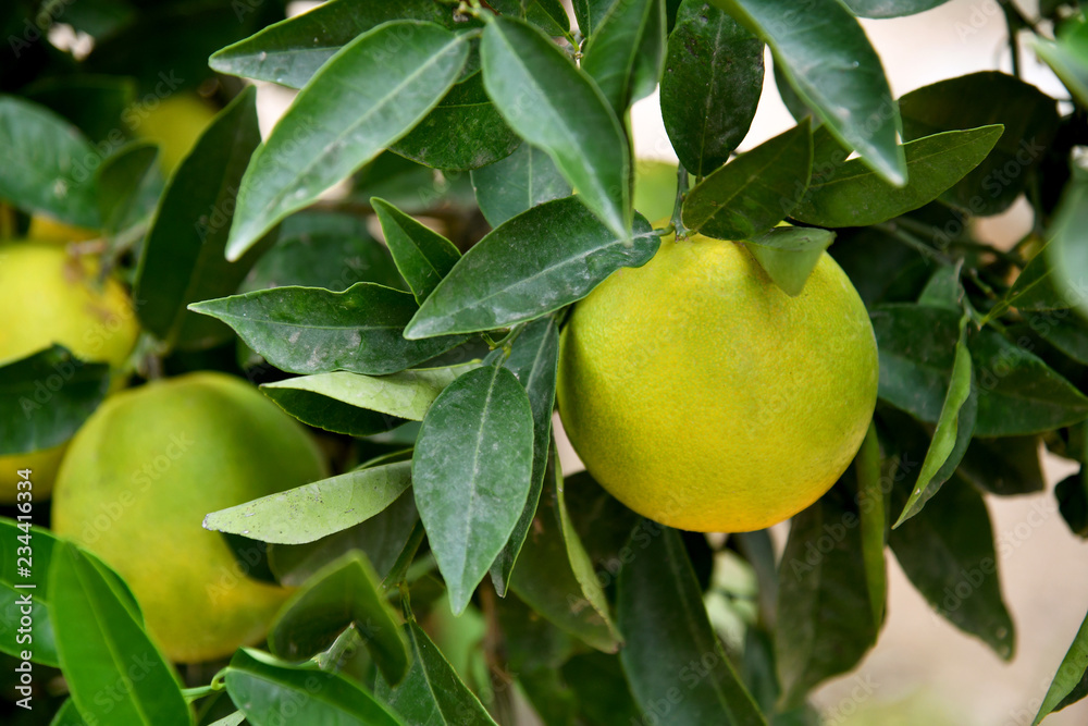An unripe green orange on a tree