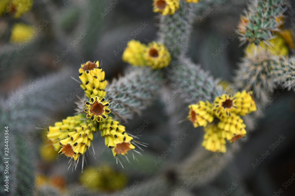 A Beautiful cactus with an yellow flowers A Beautiful cactus with an yellow flowers