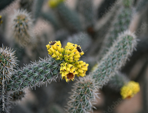 A Beautiful cactus with an yellow flowers photo