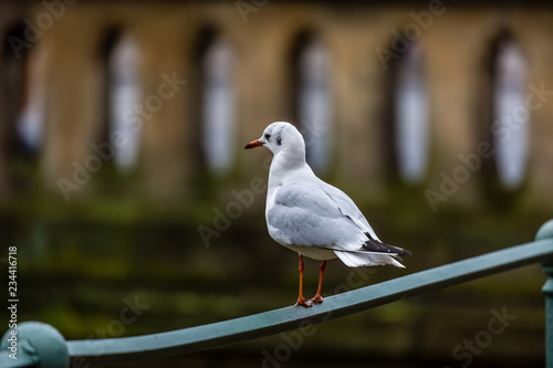 Seagull on metal fence
