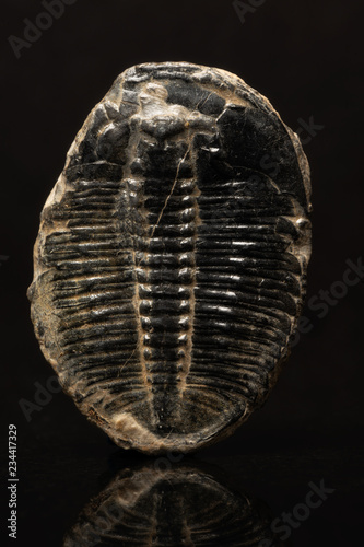 Fossilized Trilobite Closeup