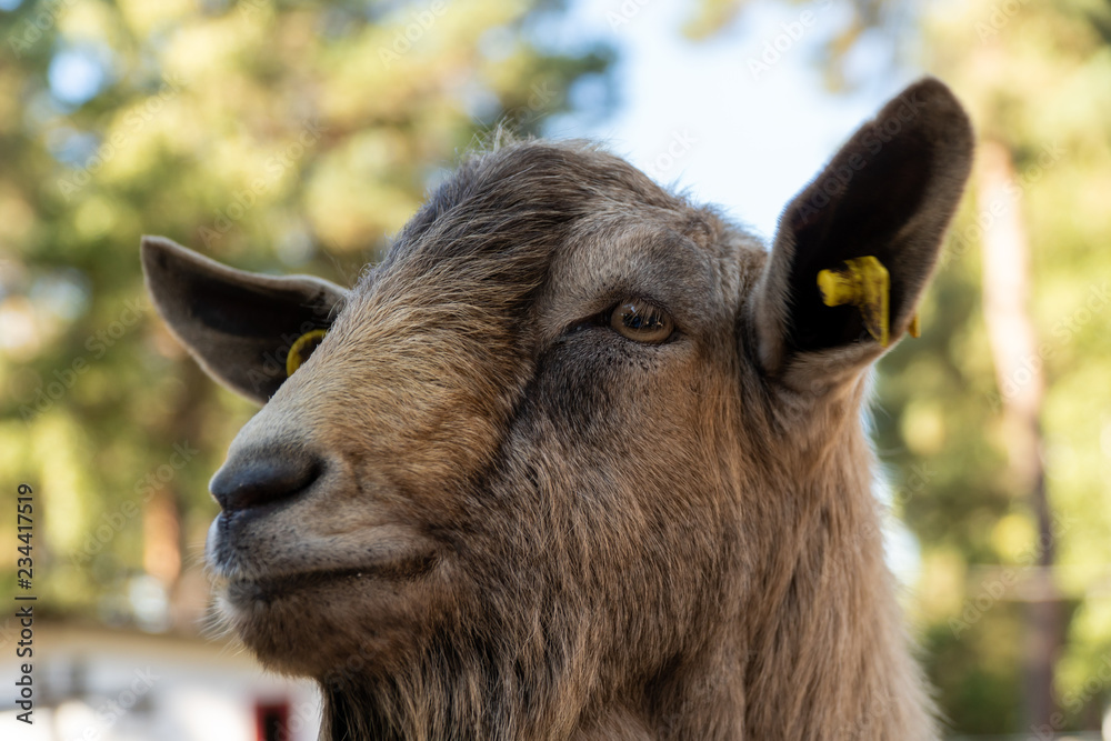 ziege im tierpark 03