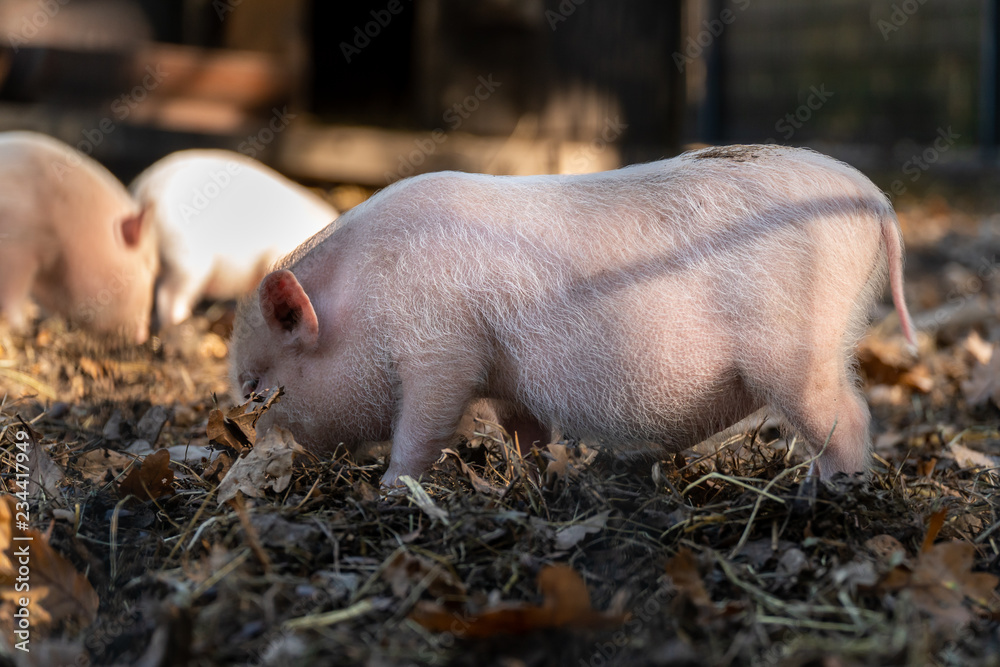 kleine schweinchen im tierpark 02 kleine schweinchen im tierpark 02