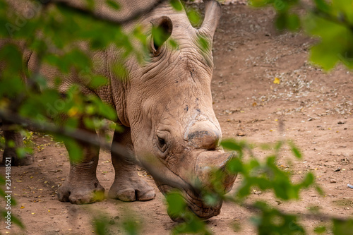 nashorn streift im zoo umher photo