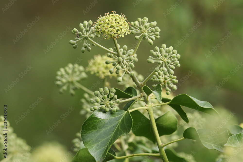 A beautiful Ivy flower (Hedera helix) growing in the countryside in the UK. A beautiful Ivy flower (Hedera helix) growing in the countryside in the UK.