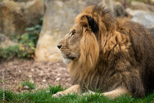 l  we liegend im zoo 01