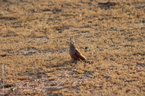 A purple roller