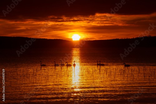 Beautiful orange and yellow sunset in Finland. In the foreground several swans swim.