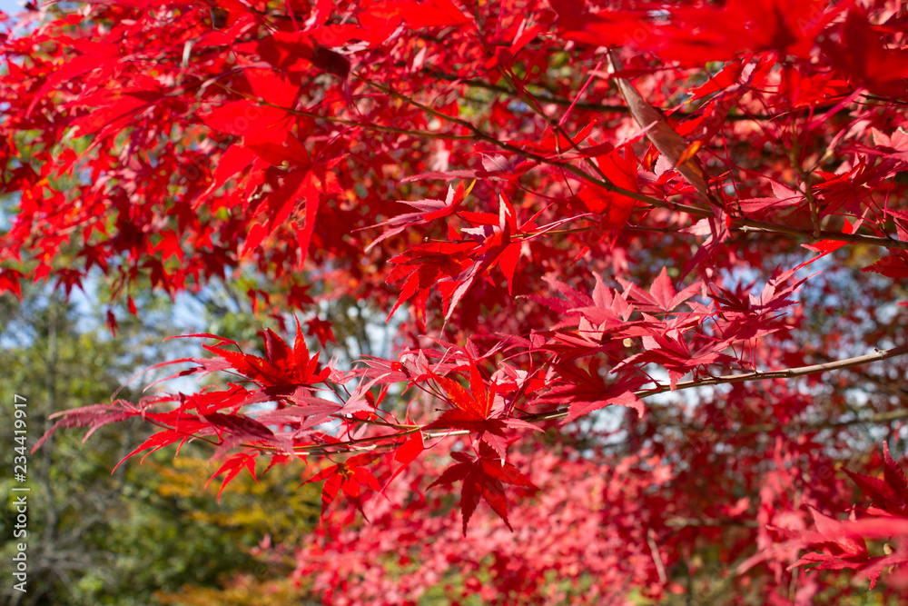 紅葉 紅葉