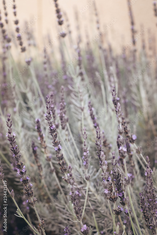 Obraz premium lavender flower bed