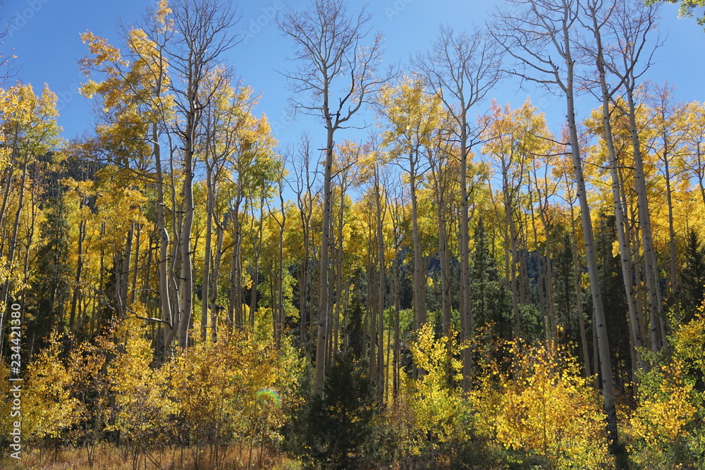 Fototapeta premium autumn in the forest