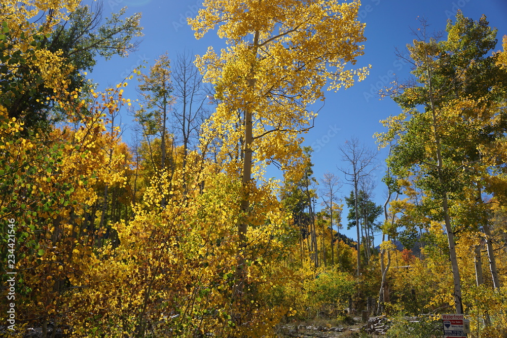 Fototapeta premium autumn in the park