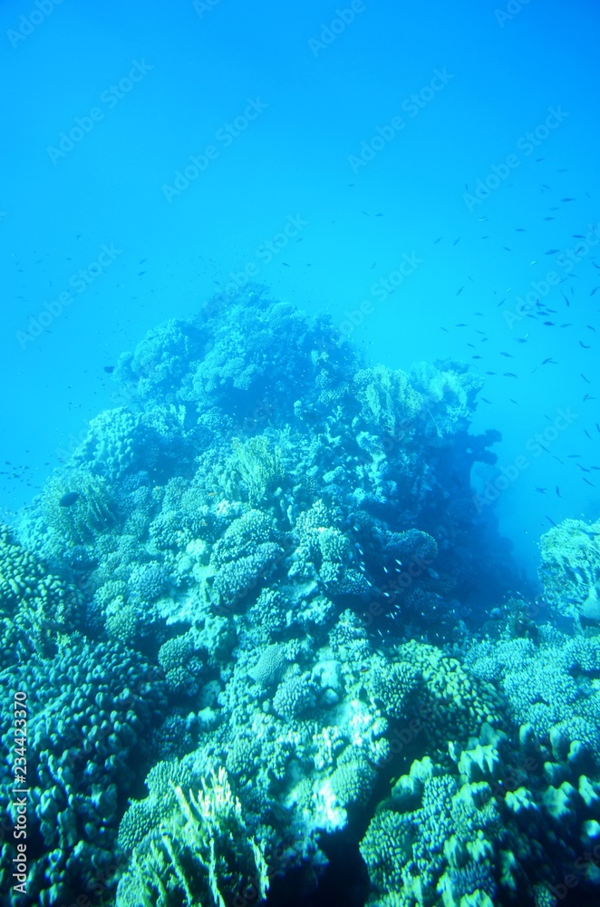 Fototapeta premium Vues depuis un bateau semi-immergé à calle en verre : Fonds sous-marins de la mer Rouge (Egypte) 