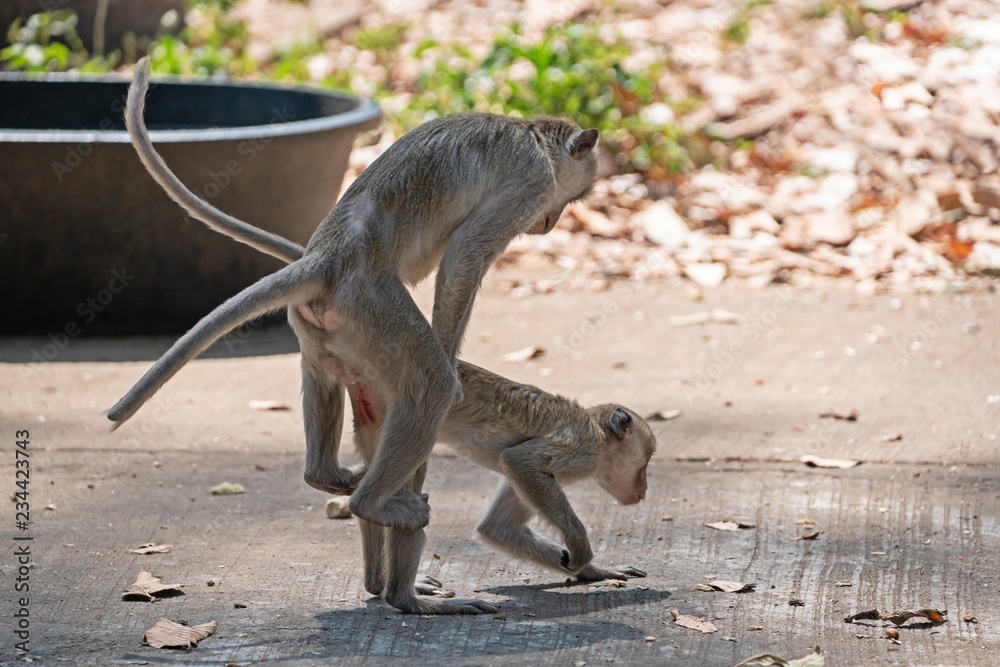 rear view of 2 Monkeys Making love (fertilization,  Gamogenesis)
The breeding of macaque in nature.
macaque. A medium-sized monkey, brown hair and the tail is longer than the body.
